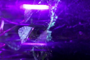 Close-up of a plant with heart-shaped leaves under purple LED grow lights. The leaves are speckled with water droplets, creating a glossy appearance. The image has a soft, dreamy feel due to the vibrant purple lighting.